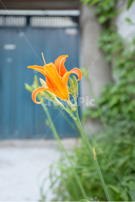 식물,꽃,자연,배경화면,꽃사진,풍경사진,감성사진,식물,자연,plants,nature,꽃,flower