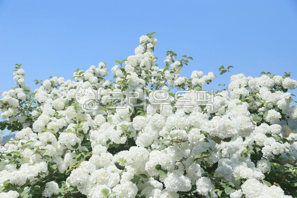 spring flowers,guelder rose,white flower,snow shoes,flower garden,garden,flower