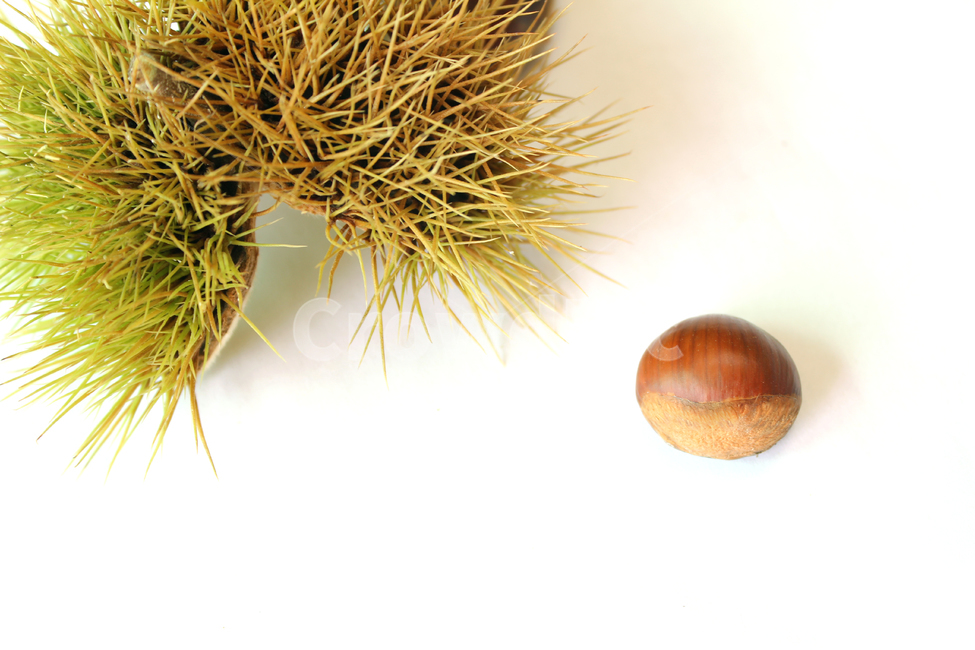 autumn,brown,bur,burr,chestnut,chestnutbur,closeup,fall,food,fruit,macro,natural,nature,nut,plant,seed,sharp,spike,갈색,브라운,밤송이,밤,클로즈업,가을,열매,음식,자연,식물,뾰족한,가시,알밤,흰배경,음식,식재료,요리,food,cook,meal,dishes,food reserves,과일,열매,fruit,누끼,remove background