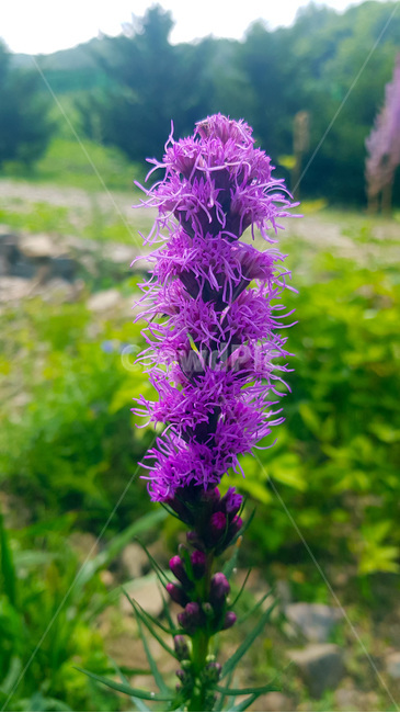 꽃,초록,자연,풀,nature,plants,green,등산,여름,summer,낮,색감,생동감,flower,보라색
