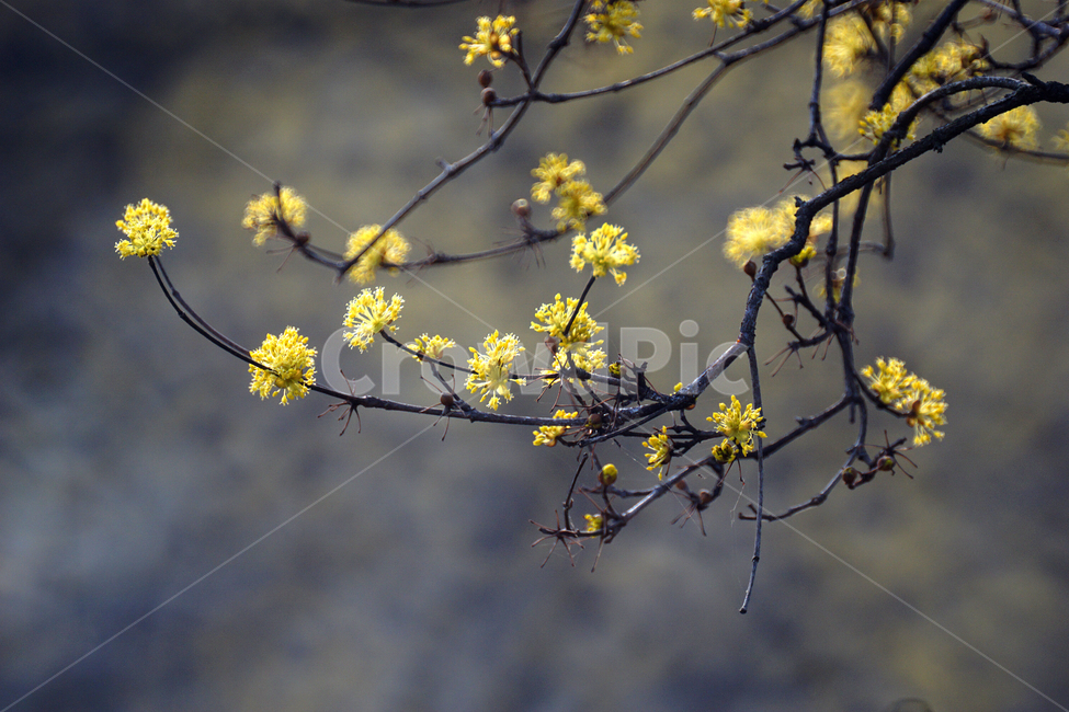산슈유,봄,노랑,축제,감성,봄,계절,spring,season,식물,자연,plants,nature,꽃,flower
