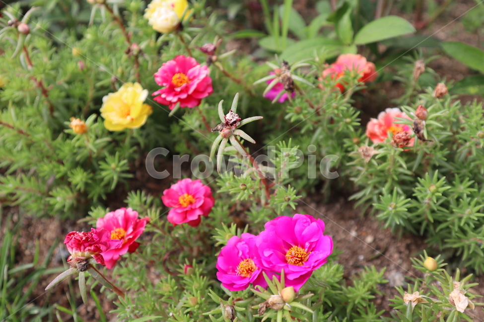 꽃,봄,붉은꽃,spring,flower
