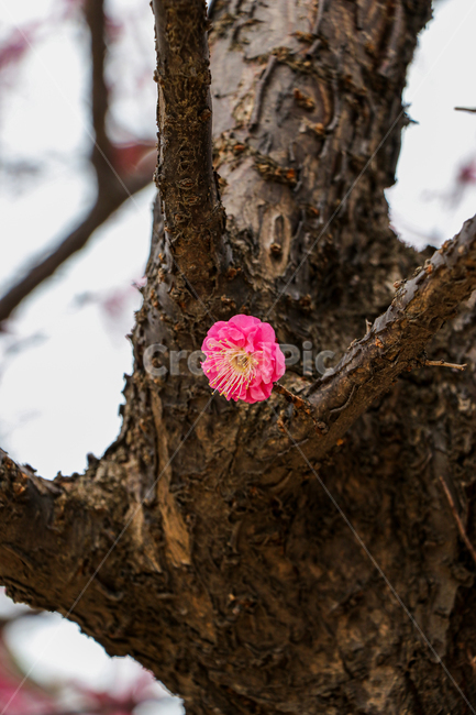 홍매화,벚꽃,식물,꽃,봄,식물,자연,plants,nature,꽃,flower