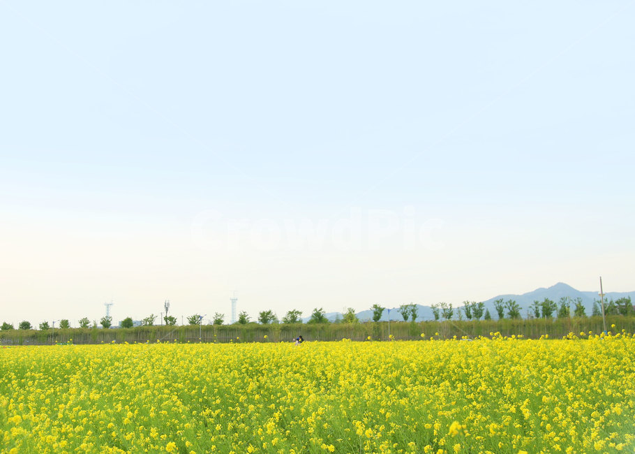 유채,유채꽃,유채밭,꽃밭,꽃,하늘,봄,field,들,자연,nature