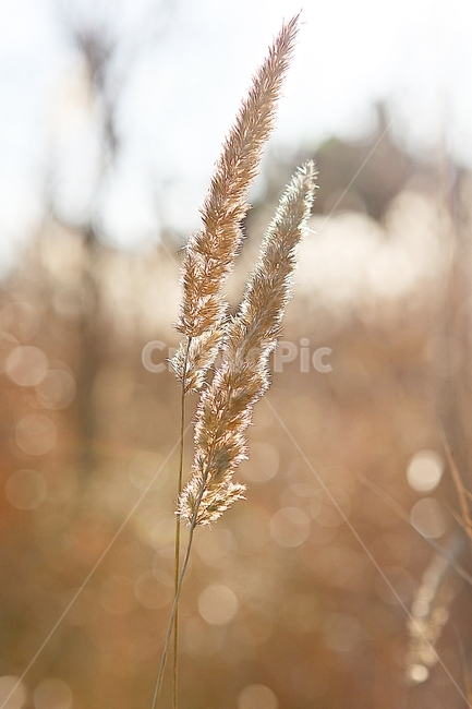 갈대,억새,식물,갈대꽃,자연,역광,가을,계절,가을,계절,fall,autumn,season