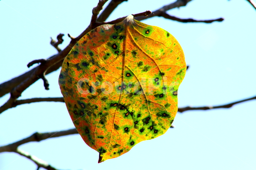 잎,감잎,가을,redleaves,leaf,가을,계절,fall,autumn,season,식물,자연,plants,nature,veins,정맥