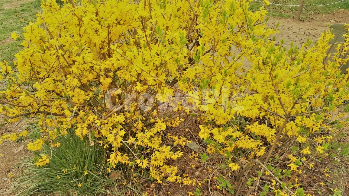 꽃,개나리,노란꽃,봄,자연,풍경,flower,yellowflower,spring,nature,scenery,봄,계절,spring,season,식물,자연,plants,nature,꽃,flower,plant,ground,바닥