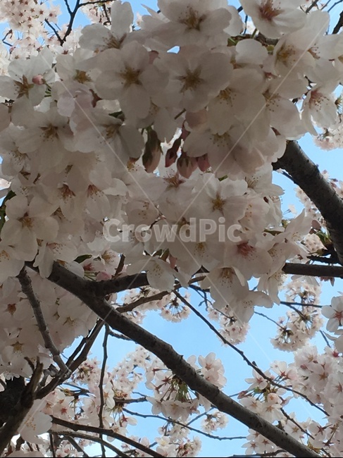 벚꽃,꽃,꽃나무,cherryblossoms,flowers