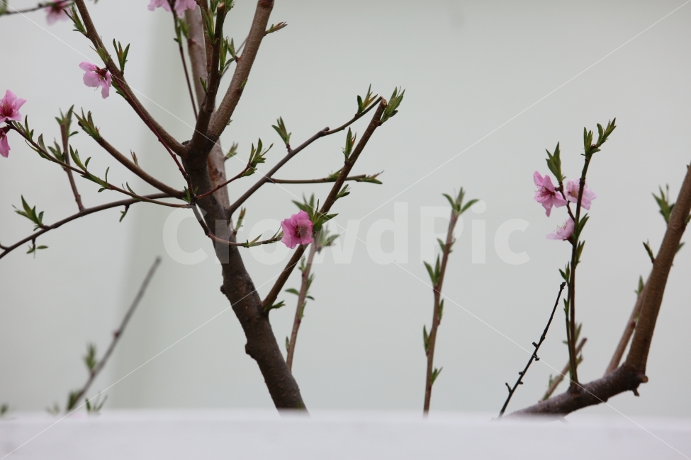 벗꽃,꽃,식물,봄,분홍,봄,계절,spring,season,식물,자연,plants,nature,꽃,flower,plant