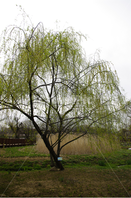 봄,나무,식물,잎,plant,식물,자연,plants,nature,나무,trees,wood
