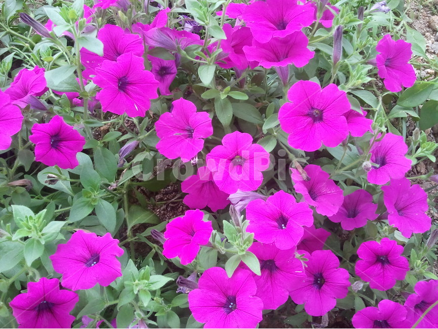 페튜니아,가지과,여름꽃,붉은색꽃,원예식물,식물,자연,plants,nature,꽃,flower