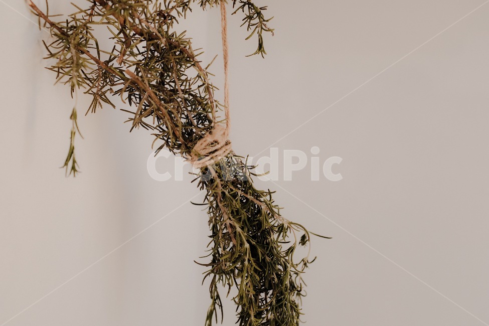 허브,로즈마리,주방,rosemary,kitchen