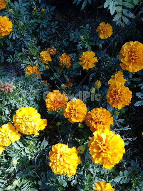 금잔화,메리골드,식물,꽃,plant,금송화,하국,도경,marigold,식물,자연,plants,nature,꽃,flower