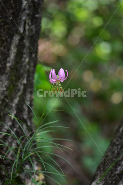 솔나리,야생화,식물,자연,꽃,생태,힐링,플라워,wildflower,flower,plants,nature,season,감성,느낌,emotion,feeling,백합목,백합과,여름,백합속,분홍색,여러해살이풀,식물,자연,plants,nature,꽃,flower