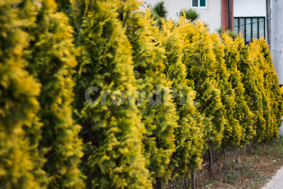 풍경,나무,초록,tree,street,거리,식물,식물,자연,plants,nature
