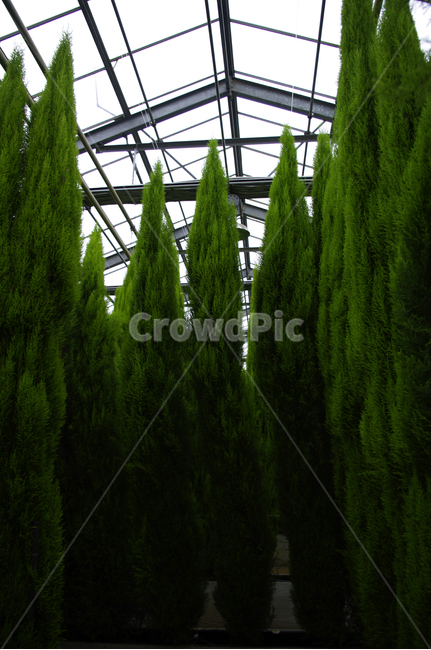 율마,초록,식물,plant,color,식물,자연,plants,nature