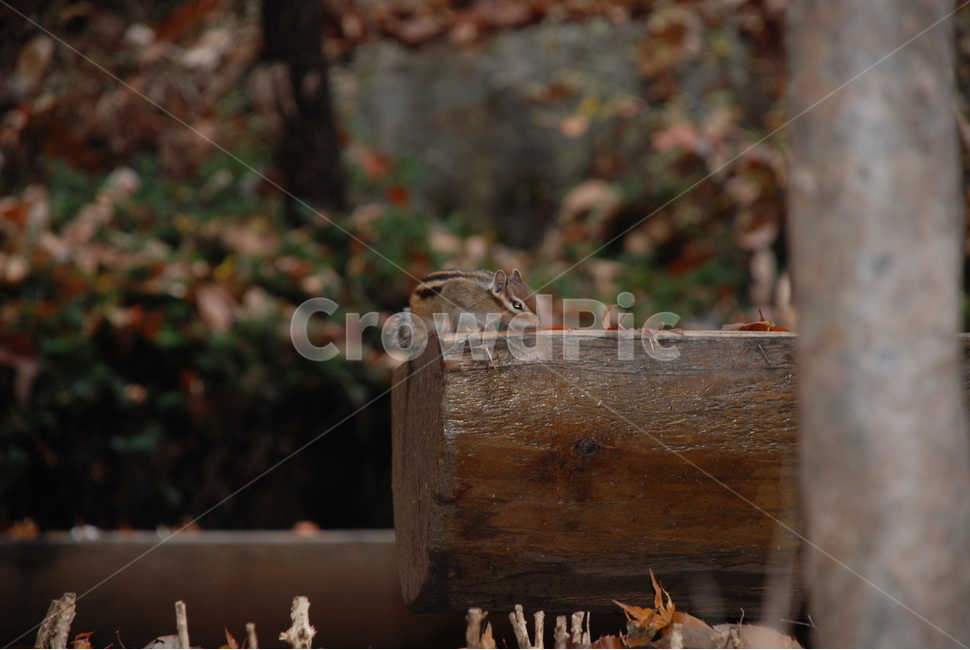 다람쥐,가을,산,동물,등산,가을,계절,fall,autumn,season,동물,animal,포유류,mammal,wood,나무