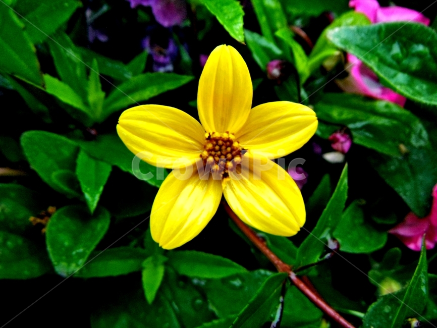 꽃,노란색,자연,풍경,초록,한송이,분홍,비,물방울,피다,식물,자연,plants,nature,꽃,flower