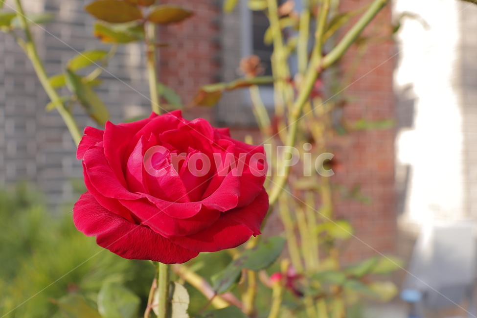 flower,꽃,plant,식물,blossom,rose,장미,꽃,flower