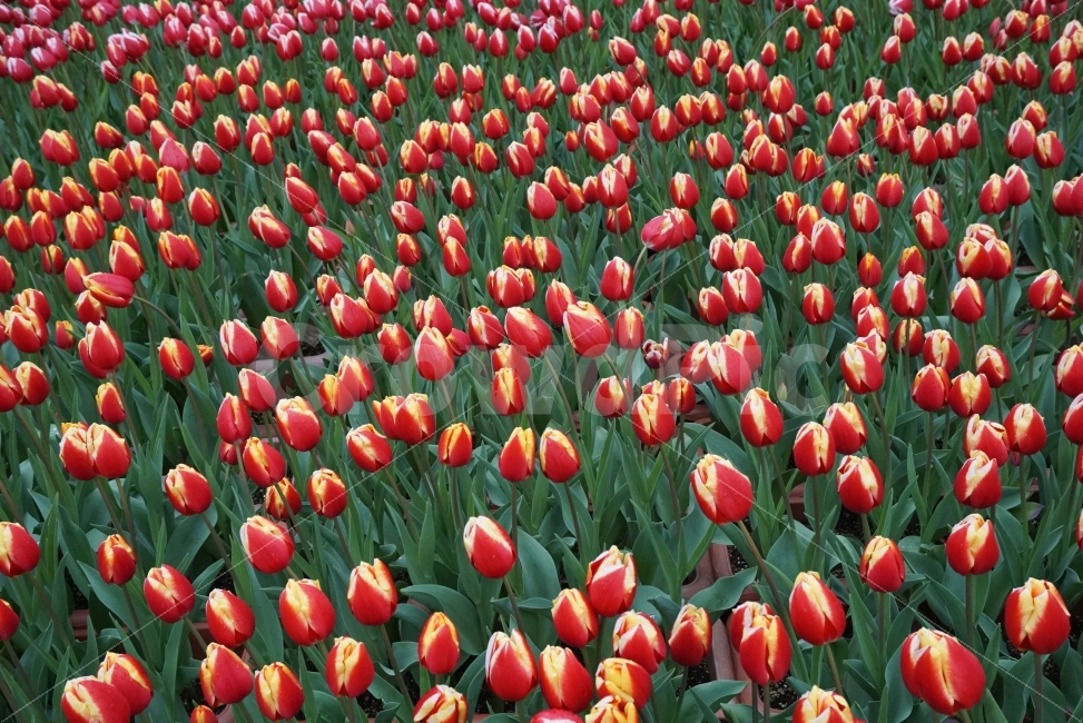 튤립,봄꽃,flower,봄사진,느낌사진,감성사진,꽃,spring,식물,자연,plants,nature,봄,계절,spring,season,꽃,flower,plant