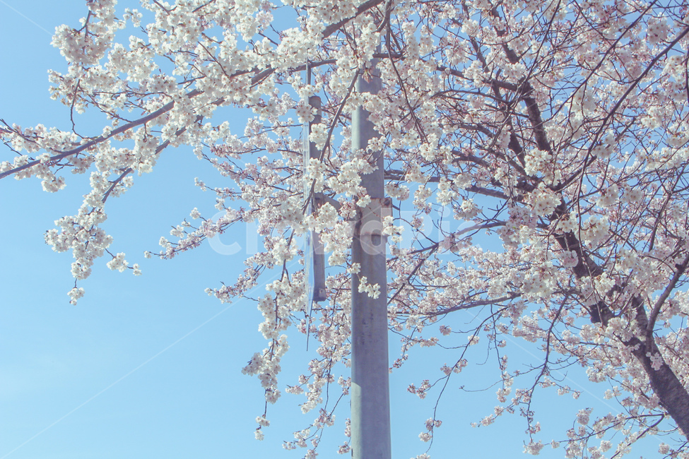 벚꽃,봄,벚꽃축제,꽃,cherryblossom,cherryblossoms,꽃축제,꽃나무,왕벚꽃,풍경,자연