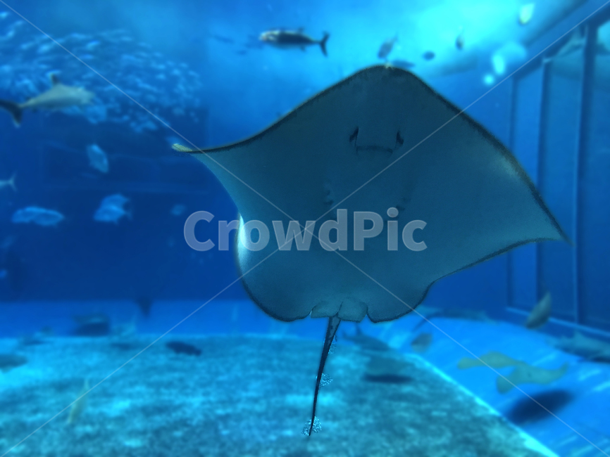 animal,동물,sealife,해양생물,fish,물고기,ray,stingray