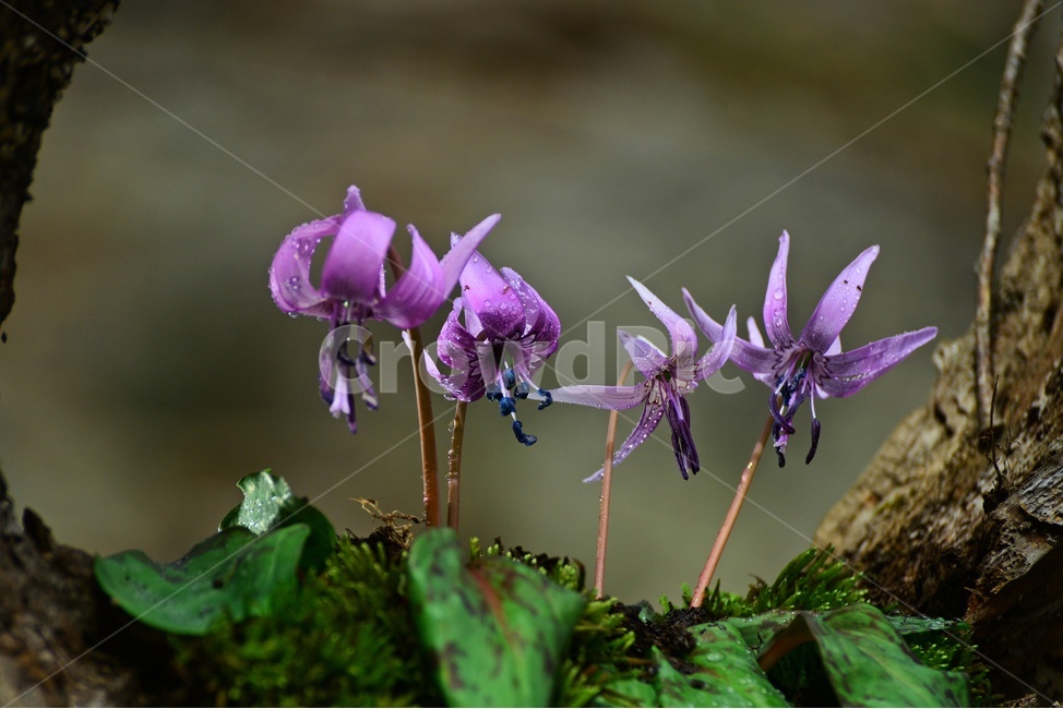 plant,식물,blossom,얼레지,얼레지꽃,보라색,야생화,자연,봄꽃,봄,flower,꽃,식물,자연,plants,nature,꽃,flower