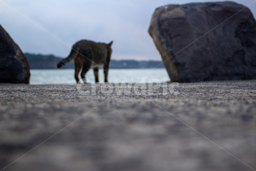 고양이,cat,sea,자연,동물,animal,동물,animal,포유류,mammal,고양이,cat,kitten,kitty
