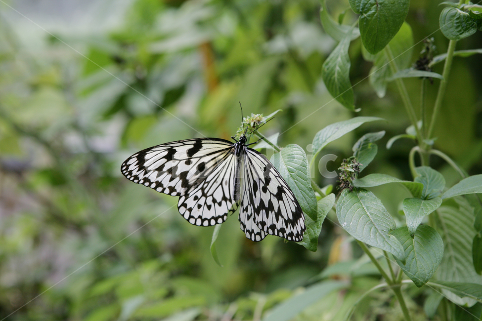 나비,곤충,자연,호랑나비,벌레,식물,접사,butterfly,bug,insect,nature,풀잎,날개,날다,animal,녹색,곤충,벌레,insect,bug