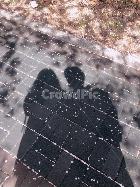 cherryblossom,shadow,couple,커플그림자,그림자위벚꽃잎,봄,계절,spring,season,사람,인물,인간,human,person,연인,커플,사랑,lover,couple,인물실루엣,사람실루엣,character silhouette,human silhouette