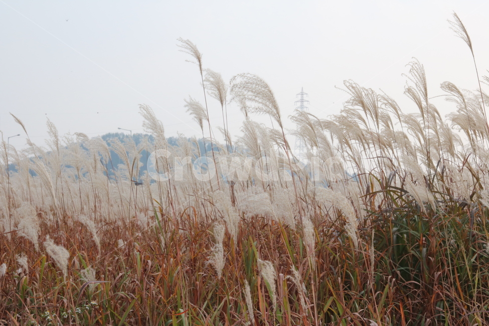 plant,식물,갈대밭,reedbeds,풍경,landscape,가을,fall