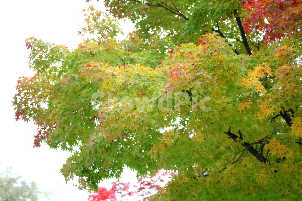 나무,단풍,단풍나무,식물,가을,자연,가을,계절,fall,autumn,season,식물,자연,plants,nature,나무,trees,wood,tree,plant,maple