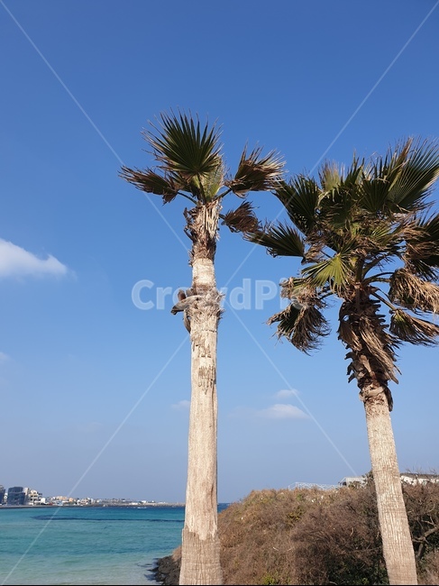 식물,나무,tree,야자수,arecaceae,자연,풍경,nature,landscape,plant,palm tree