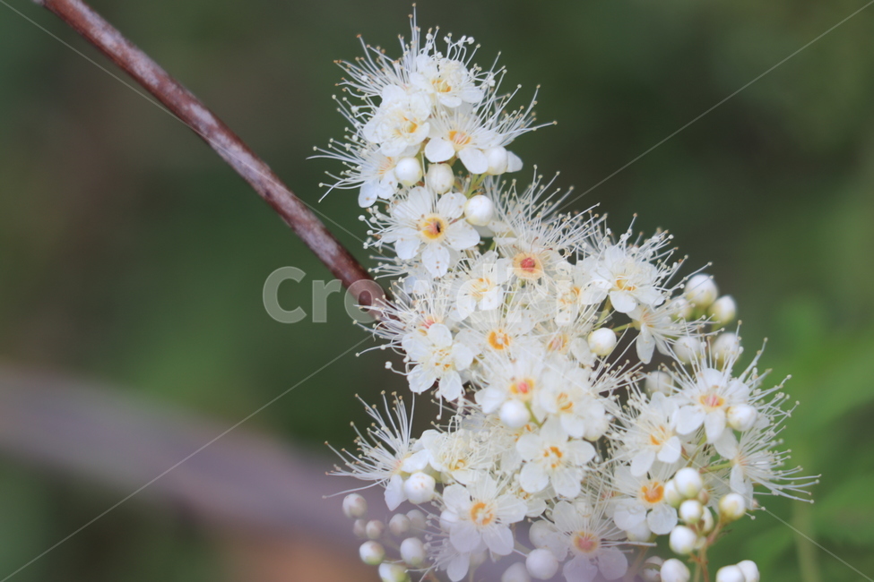 꽃,들꽃,야생화,flower,wildflower,식물,자연,plants,nature,꽃,flower
