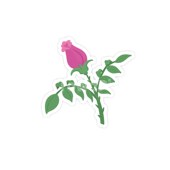 꽃,장미,식물,flower,blossom,plant,그래픽,일러스트레이션,graphic,illustration
