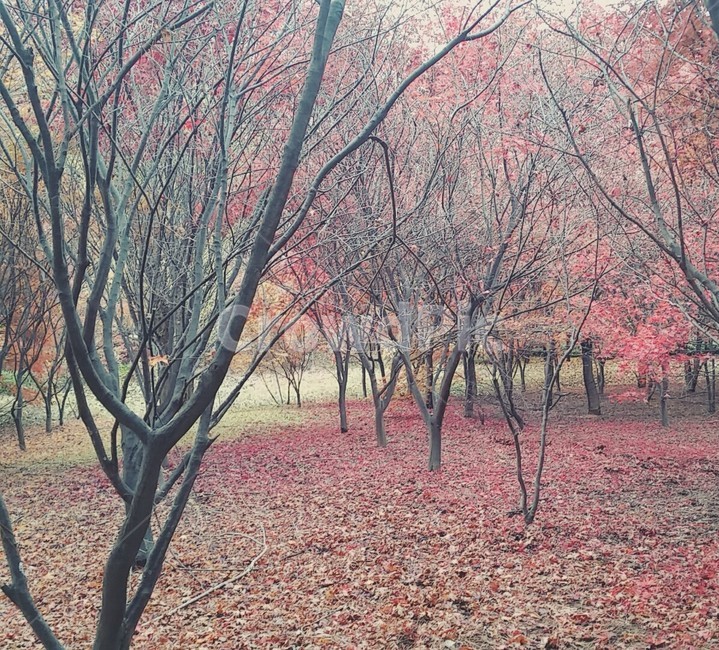 자연,가을,단풍,빨강,숲,나무