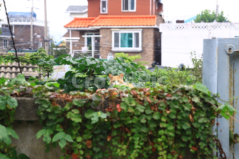 동물,고양이,길냥이,cat,시선,동물,animal,포유류,mammal,고양이,cat,kitten,kitty