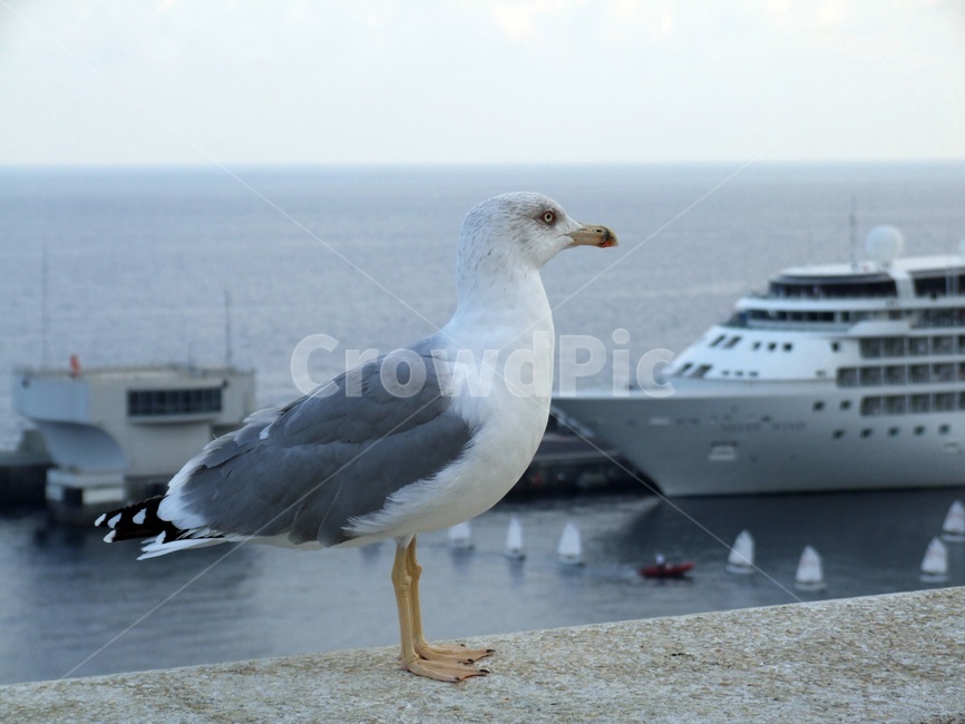 새,갈매기,시갈,바다,부리,자연,휴식,동물,animal,조류,새,birds