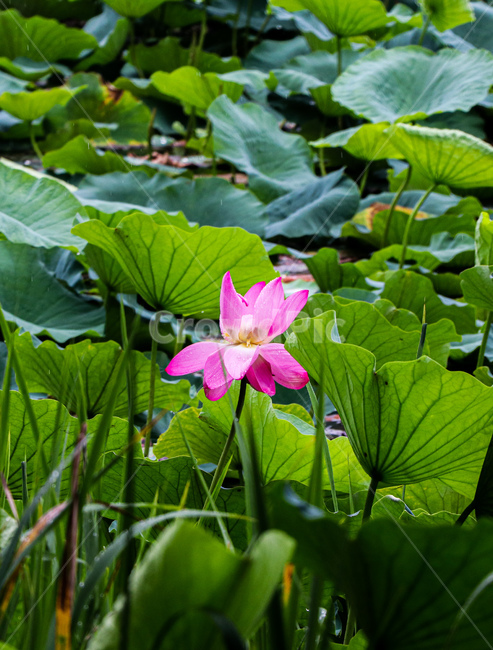 연꽃,여름,꽃,식물,자연,plant,flower,blossom,식물,자연,plants,nature,꽃,flower