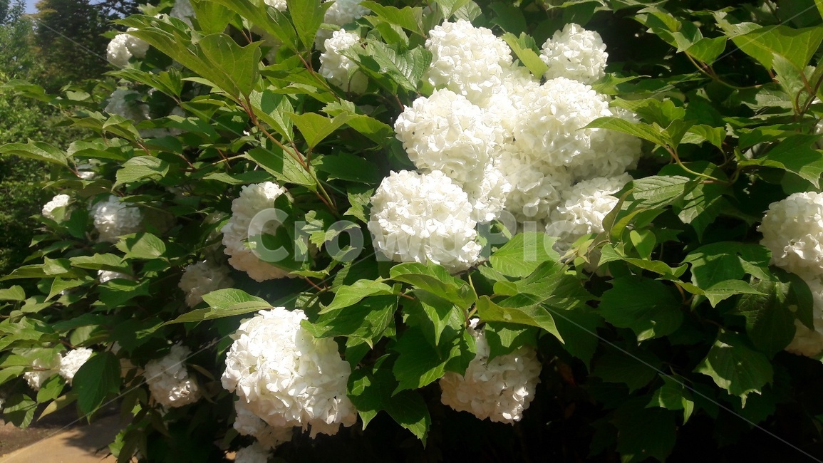 불두화,flower,꽃,식물,흰꽃,식물,자연,plants,nature,꽃,flower