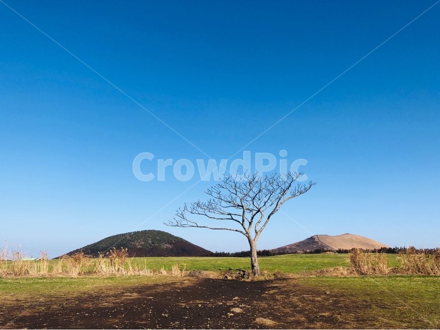 나무,제주도,jejudo,tree,풍경