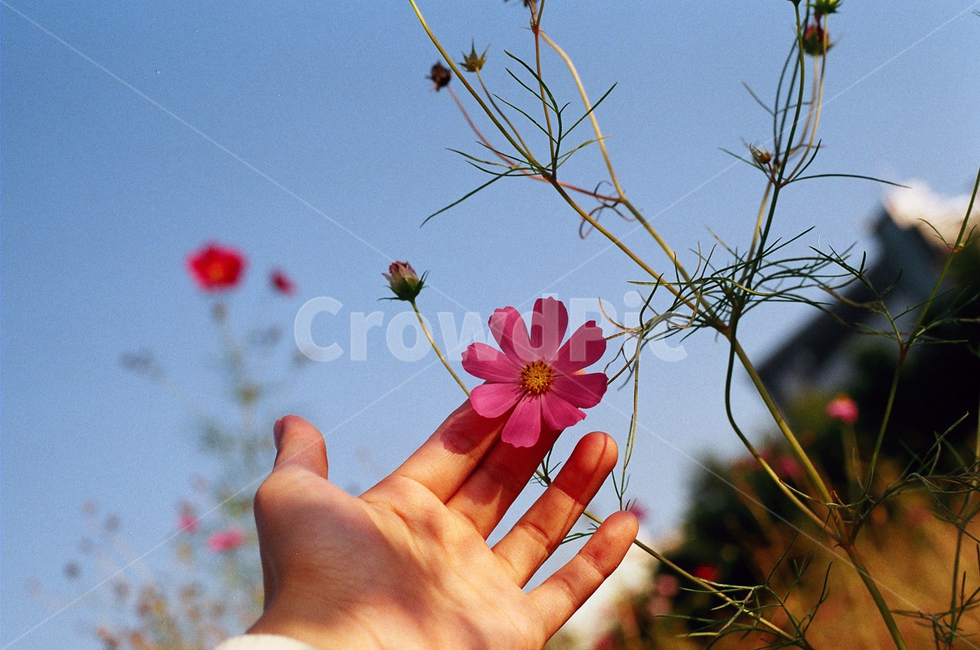 꽃,빨간꽃,분홍꽃,코스모스,가을,가을하늘,가을감성,가을,계절,fall,autumn,season,식물,자연,plants,nature,꽃,flower,신체일부,몸,body,blossom,petal,꽃잎,plant