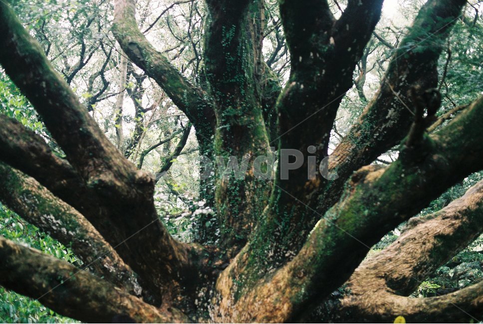 나무,힐링,제주도,평안,자연,식물,자연,plants,nature,나무,trees,wood,감성,sensible,feeling,휴식,힐링,rest,relaxation,healing