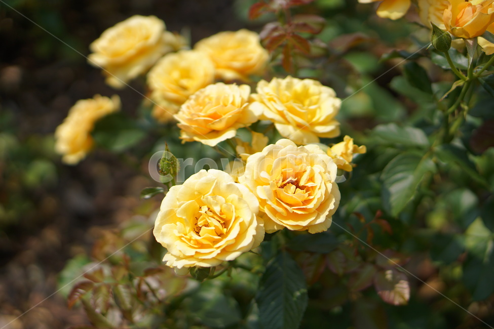 꽃,장미,노란장미,자연,식물,식물,자연,plants,nature,꽃,flower