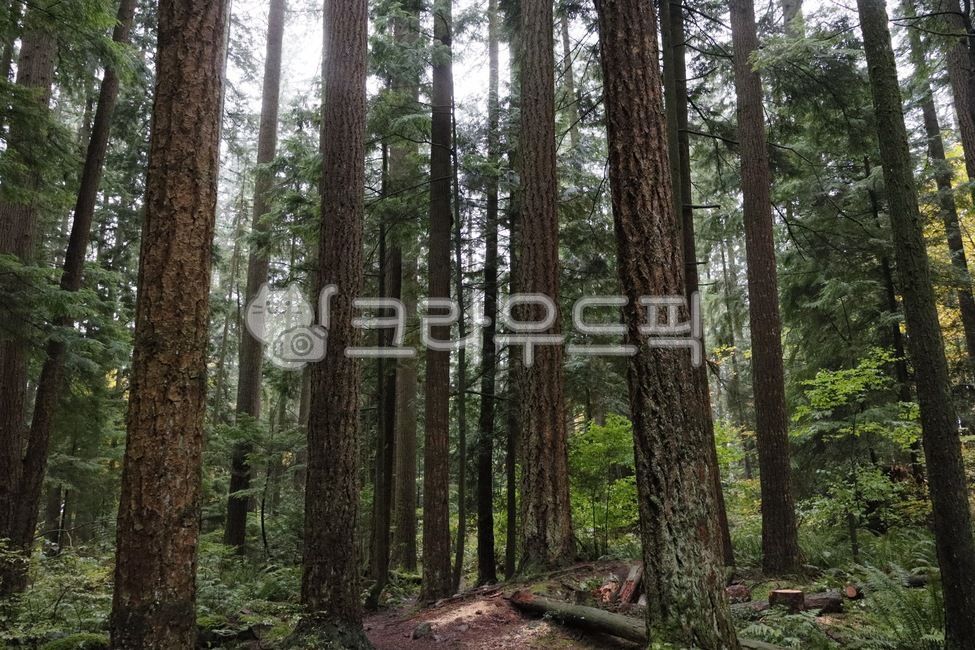 plant, tree, forest, woodland, treetrunk, 사진,이미지,일러스트,캘리그라피 - NatureLover작가