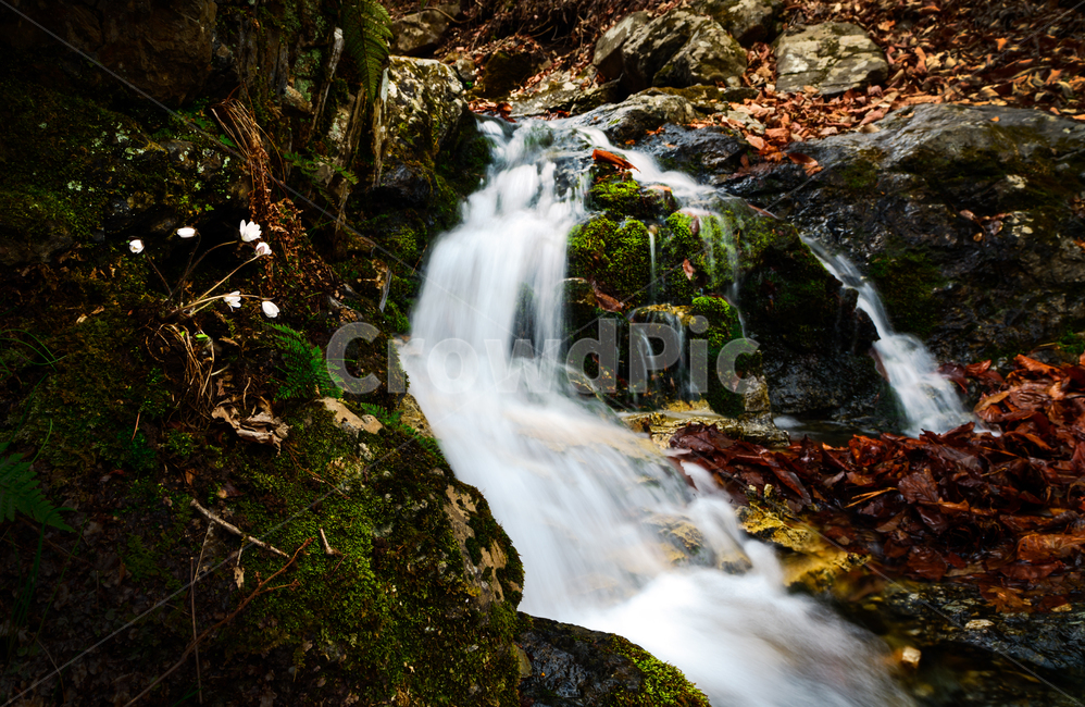 식물,노루귀,폭포,봄,꽃,가을,계절,fall,autumn,season,water,물,nature,자연,river,강,outdoors,옥외,waterfall