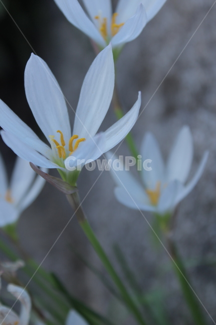 꽃,flower,흰꽃,whiteflower,자연