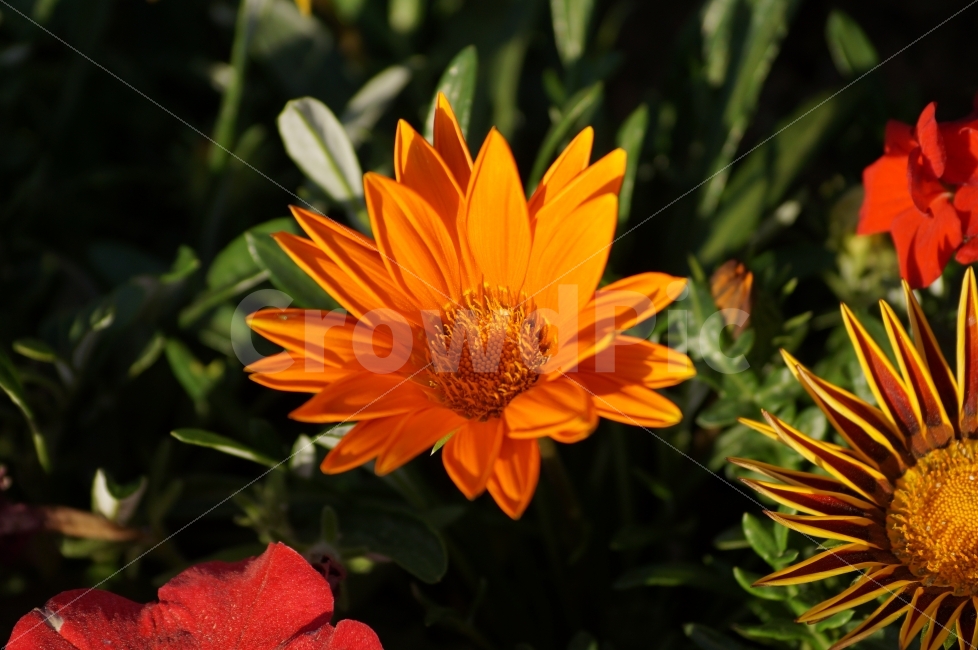 봄꽃,봄꽃축제,야생화,태화강,꽃사진,식물,자연,plants,nature,꽃,flower