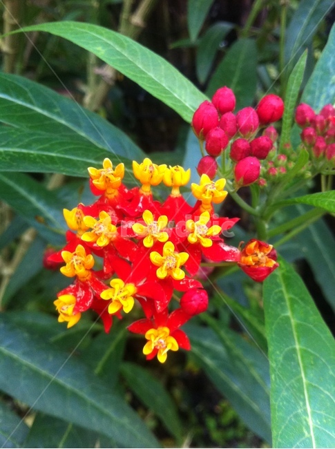 flower,꽃,acanthaceae,plant,작은꽃