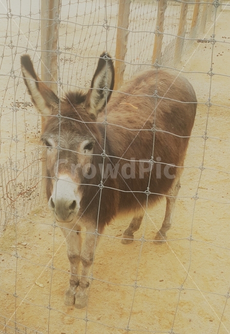 당나귀,동키,귀여운,동물원,동물,작은,cute,zoo,small,animal,dongkey,동물,animal,포유류,mammal